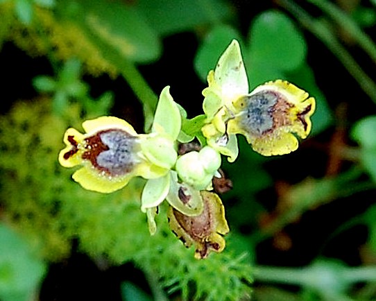 Ophrys phryganae vs. O. sicula ... a Monte Pellegrino (PA)